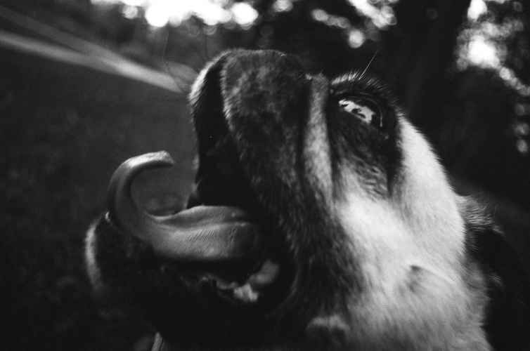 B&W photo of a pug